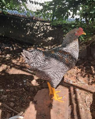 Galli Olive Egger