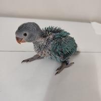 Pullo Parrocchetto dal Collare Colore Blù