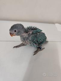 Pullo Parrocchetto dal Collare Colore Blù