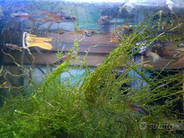 Endler peacock - pesci acquario