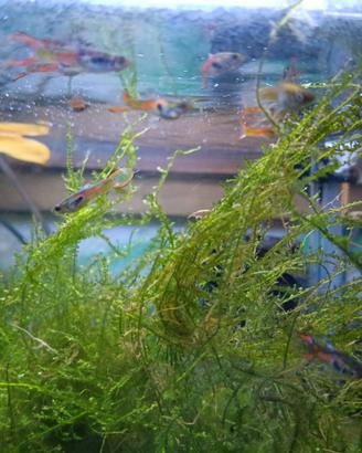 Endler peacock - pesci acquario