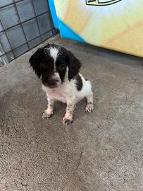 Springer spaniel inglese