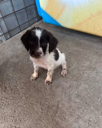 Springer spaniel inglese