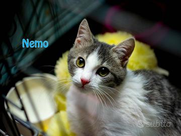 Nemo gatto bianco grigio di 3 anni