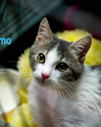Nemo gatto bianco grigio di 3 anni