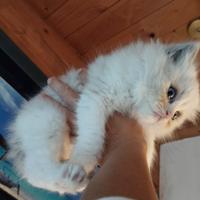 Micino RAGDOLL Pedigree Altissima Genealogia