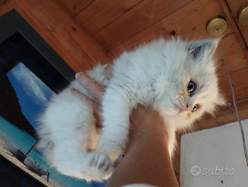 Micino RAGDOLL Pedigree Altissima Genealogia