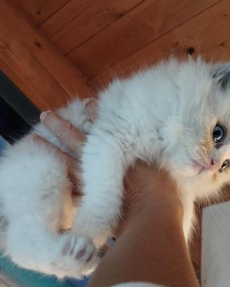 Micino RAGDOLL Pedigree Altissima Genealogia