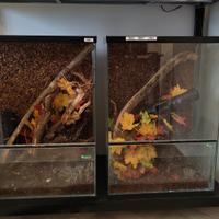 Terrari per gechi e rettili 