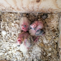 Calopsite pappagalli da compagnia