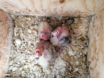 Calopsite pappagalli da compagnia