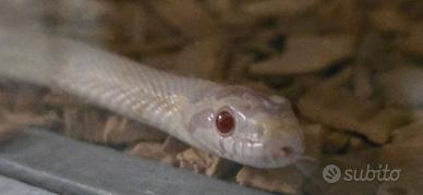 Paternophis guttatus albino Serpente del grano