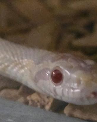 Paternophis guttatus albino Serpente del grano