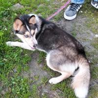 Lady, miniatura Husky femmina ADOZIONE