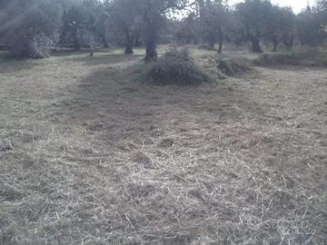 Terreno agricolo pianeggiante carrabile