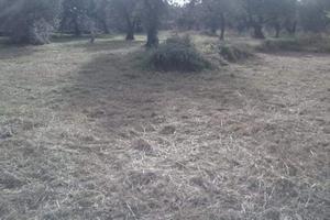 Terreno agricolo pianeggiante carrabile