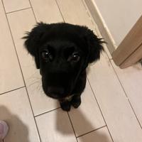 Cucciolo meticcio