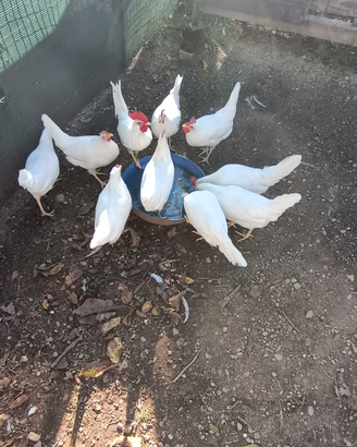 Galline