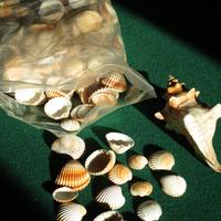 1,8 kg di conchiglie per lavoretti e decorazione