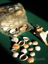 1,8 kg di conchiglie per lavoretti e decorazione