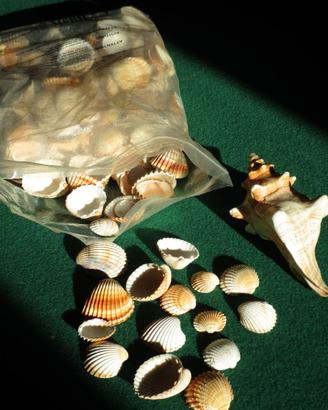 1,8 kg di conchiglie per lavoretti e decorazione