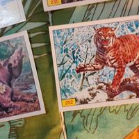 Lotto 49 Figurine "Mammals" Panini 1989