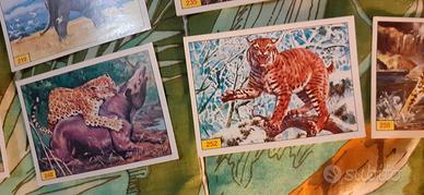 Lotto 49 Figurine "Mammals" Panini 1989