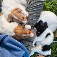 Cuccioli di Collie - linea da lavoro