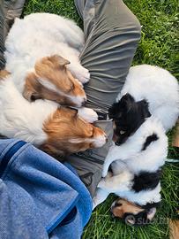 Cuccioli di Collie - linea da lavoro