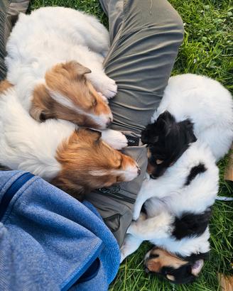 Cuccioli di Collie - linea da lavoro