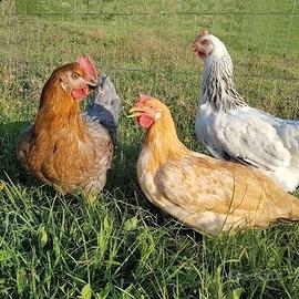 Galline nostrane