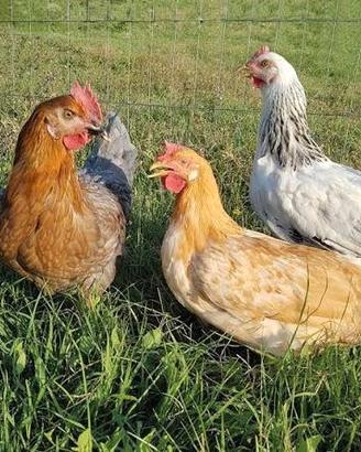 Galline nostrane