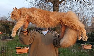 Maine Coon gattini rossi