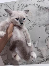 Cuccioli Ragdoll