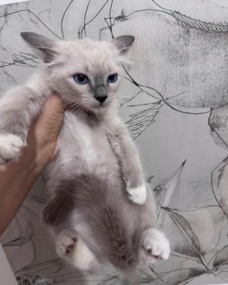Cuccioli Ragdoll