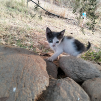 Gattino maschio affettuosissimo
