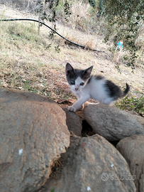 Gattino maschio affettuosissimo
