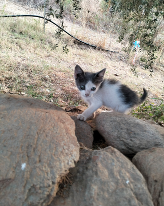 Gattino maschio affettuosissimo