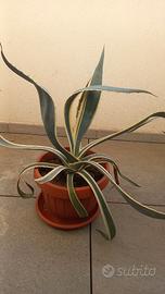 Agave striata gialla e verde