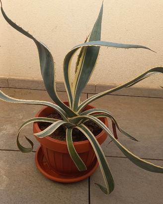 Agave striata gialla e verde