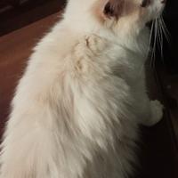 Ragdoll sterilizzato