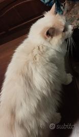 Ragdoll sterilizzato