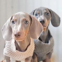 BASSOTTO NANO LILIAC - BASSOTTI puppy pag 12 mesi