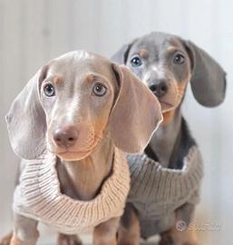 BASSOTTO NANO LILIAC - BASSOTTI puppy pag 12 mesi