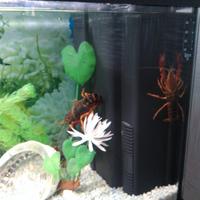 acquario da 120 litri della PET Company 