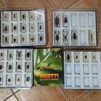 Collezione insetti da tutto il mondo
