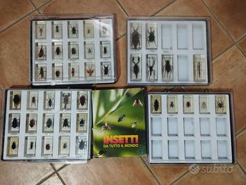 Collezione insetti da tutto il mondo
