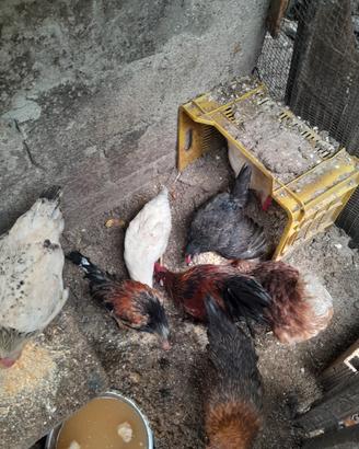 Galli e galline normali e nane.Pulcini da chioccia
