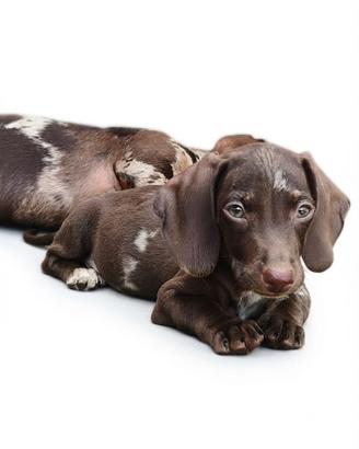 Cuccioli di bassotto