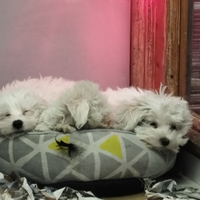 Cuccioli di maltese